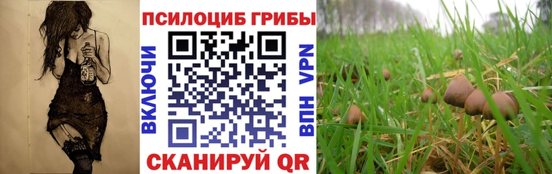 Псилоцибиновые грибы Cubensis Щигры